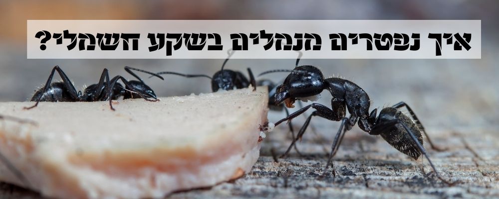 איך נפטרים מנמלים בשקע חשמלי
